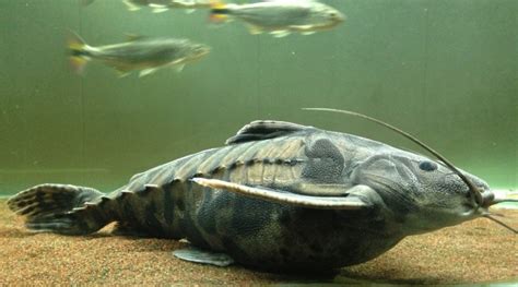 铁甲武士鱼|盘点水族圈常见的铁甲武士鱼，看着生猛，实则呆萌